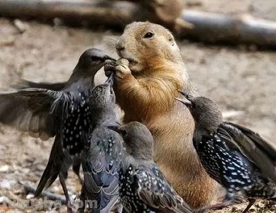 这鸟的姿势太优美啦！几张图快速教你如何画！ - 图画吧TUHUABA