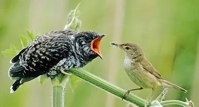 这鸟的姿势太优美啦！几张图快速教你如何画！ - 图画吧TUHUABA
