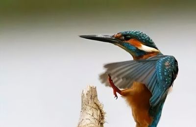 这鸟的姿势太优美啦！几张图快速教你如何画！ - 图画吧TUHUABA