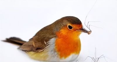 这鸟的姿势太优美啦！几张图快速教你如何画！ - 图画吧TUHUABA