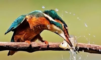 这鸟的姿势太优美啦！几张图快速教你如何画！ - 图画吧TUHUABA