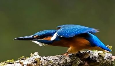 这鸟的姿势太优美啦！几张图快速教你如何画！ - 图画吧TUHUABA