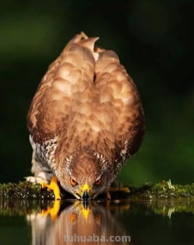 这鸟的姿势太优美啦！几张图快速教你如何画！ - 图画吧TUHUABA