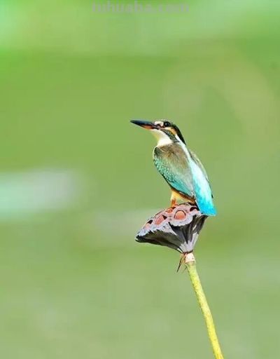 这鸟的姿势太优美啦！几张图快速教你如何画！ - 图画吧TUHUABA