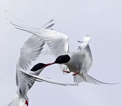 这鸟的姿势太优美啦！几张图快速教你如何画！ - 图画吧TUHUABA