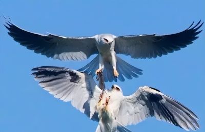 这鸟的姿势太优美啦！几张图快速教你如何画！ - 图画吧TUHUABA