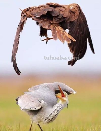 这鸟的姿势太优美啦！几张图快速教你如何画！ - 图画吧TUHUABA