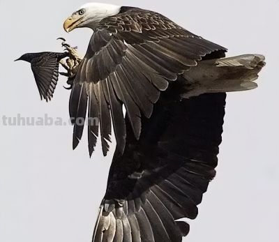 这鸟的姿势太优美啦！几张图快速教你如何画！ - 图画吧TUHUABA