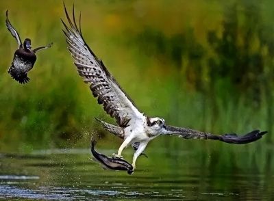 这鸟的姿势太优美啦！几张图快速教你如何画！ - 图画吧TUHUABA