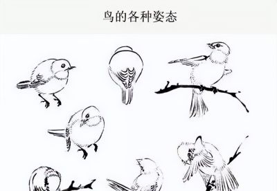 这鸟的姿势太优美啦！几张图快速教你如何画！ - 图画吧TUHUABA