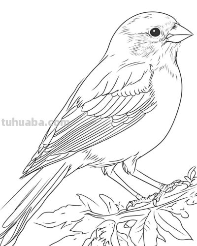 原来画鸟儿，这么简单 - 图画吧TUHUABA