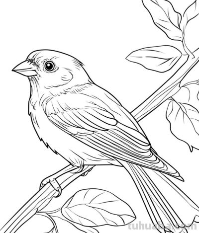 原来画鸟儿，这么简单 - 图画吧TUHUABA