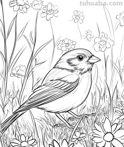 原来画鸟儿，这么简单 - 图画吧TUHUABA