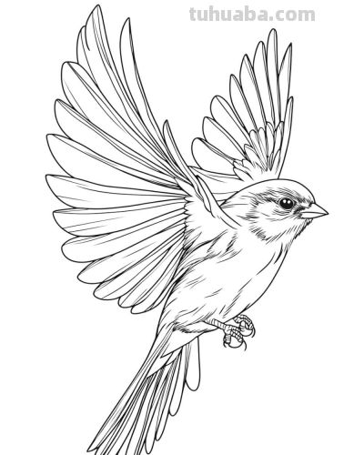 原来画鸟儿，这么简单 - 图画吧TUHUABA