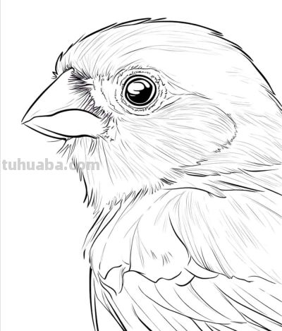 原来画鸟儿，这么简单 - 图画吧TUHUABA