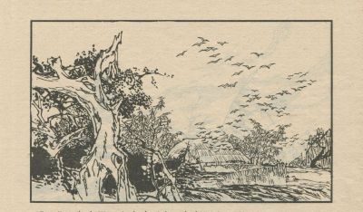 翠鸟衣-湖南美术出版社1983 郑一呼 绘 - 图画吧TUHUABA