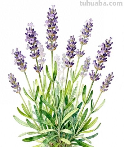 水彩画｜薰衣草 - 今日头条