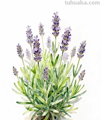 水彩画｜薰衣草 - 图画吧TUHUABA