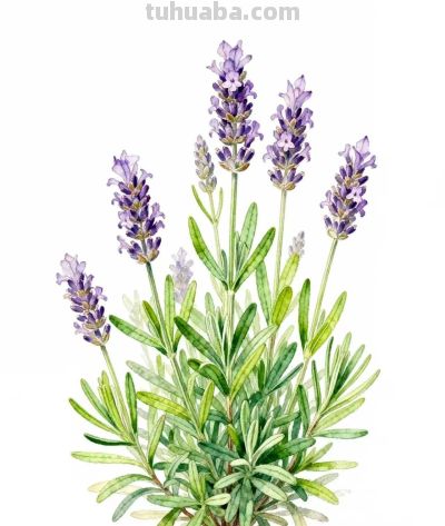 水彩画｜薰衣草 - 图画吧TUHUABA