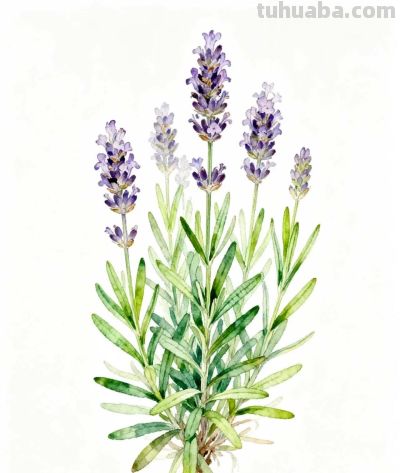 水彩画｜薰衣草 - 图画吧TUHUABA