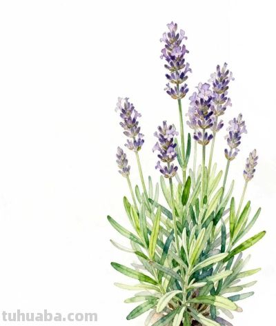 水彩画｜薰衣草 - 图画吧TUHUABA