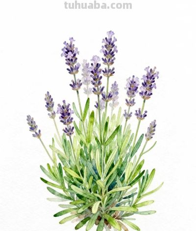 水彩画｜薰衣草 - 图画吧TUHUABA