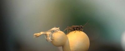 化身“田野考察家”，探寻齐白石的昆虫世界 - 图画吧TUHUABA