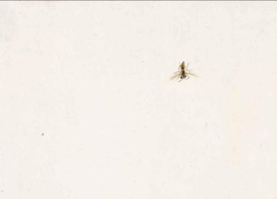 化身“田野考察家”，探寻齐白石的昆虫世界 - 图画吧TUHUABA