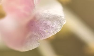 《极简摄影》干货：从身边景物+12个基本功，7天快速提升拍摄水平 - 图画吧TUHUABA