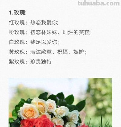 50种花的“花语”你知道那些？(一）「建议转发收藏」 - 今日头条