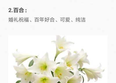 50种花的“花语”你知道那些？(一）「建议转发收藏」 - 图画吧TUHUABA