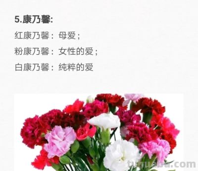 50种花的“花语”你知道那些？(一）「建议转发收藏」 - 图画吧TUHUABA