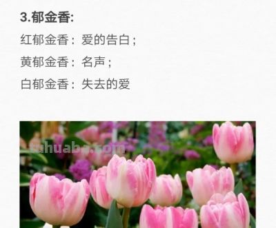50种花的“花语”你知道那些？(一）「建议转发收藏」 - 图画吧TUHUABA