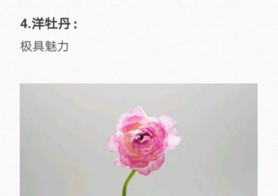 50种花的“花语”你知道那些？(一）「建议转发收藏」 - 图画吧TUHUABA