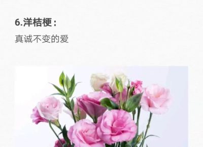 50种花的“花语”你知道那些？(一）「建议转发收藏」 - 图画吧TUHUABA