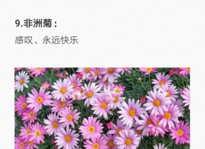 50种花的“花语”你知道那些？(一）「建议转发收藏」 - 图画吧TUHUABA