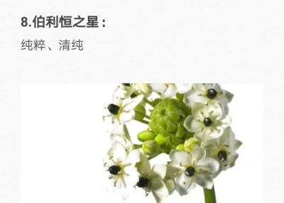 50种花的“花语”你知道那些？(一）「建议转发收藏」 - 图画吧TUHUABA