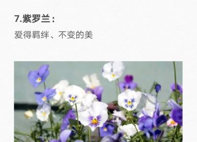 50种花的“花语”你知道那些？(一）「建议转发收藏」 - 图画吧TUHUABA