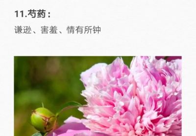 50种花的“花语”你知道那些？(一）「建议转发收藏」 - 图画吧TUHUABA