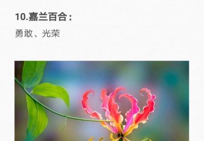 50种花的“花语”你知道那些？(一）「建议转发收藏」 - 图画吧TUHUABA