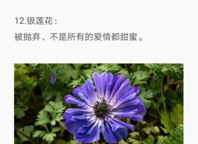 50种花的“花语”你知道那些？(一）「建议转发收藏」 - 图画吧TUHUABA