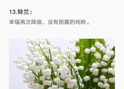 50种花的“花语”你知道那些？(一）「建议转发收藏」 - 图画吧TUHUABA