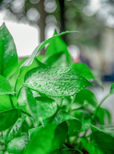 绿萝养殖须知：打造室内绿色氧吧 - 图画吧TUHUABA