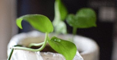 绿萝养殖须知：打造室内绿色氧吧 - 图画吧TUHUABA