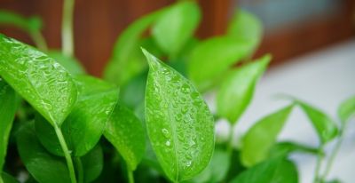 绿萝养殖须知：打造室内绿色氧吧 - 图画吧TUHUABA