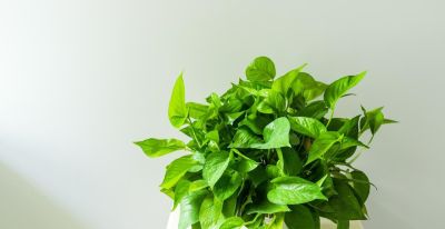 绿萝养殖须知：打造室内绿色氧吧 - 图画吧TUHUABA