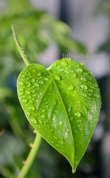 绿萝养殖须知：打造室内绿色氧吧 - 图画吧TUHUABA