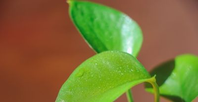 绿萝养殖须知：打造室内绿色氧吧 - 图画吧TUHUABA