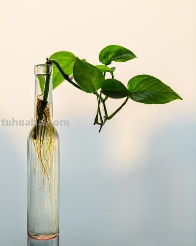 绿萝养殖须知：打造室内绿色氧吧 - 图画吧TUHUABA