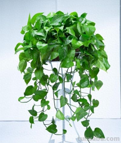 📝 系列文第1期：病床边养花·绿萝养护篇 - 今日头条